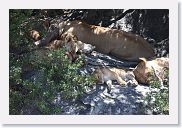 11SerengetiToSopa - 18 * All of a pride's lionesses are related, and female cubs typically stay with the group as they age. - animals.nationalgeographic.com